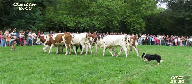 Dmonstration sur bovins