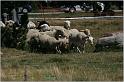 IMG_9277w