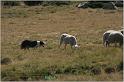 IMG_9324w