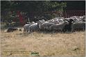 IMG_6908w
