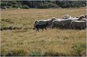 IMG_9478w