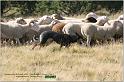 IMG_9484w