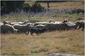 IMG_7072w
