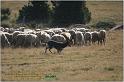 IMG_7082w