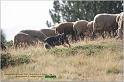 IMG_7111w