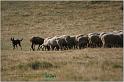 IMG_7154w