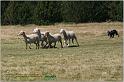 IMG_9163w