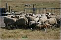 IMG_9521w