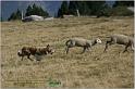 IMG_9543w