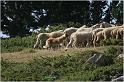 IMG_7253w