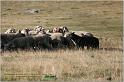 IMG_8721w