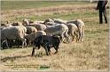IMG_8733w
