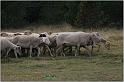 IMG_8210w