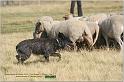 IMG_9601w