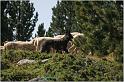 IMG_7552w