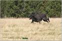 IMG_7577w
