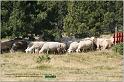 IMG_7592w