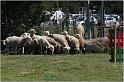 IMG_9076w