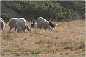 IMG_8479w