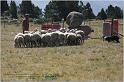 IMG_8963w