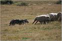 IMG_7379w