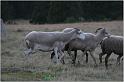 IMG_8617w