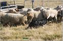 IMG_9647w