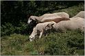 IMG_7712w
