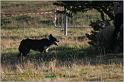 IMG_8681w
