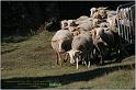 IMG_8763w