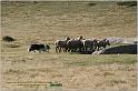IMG_8810w