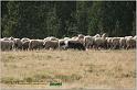 IMG_8291w