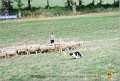 DSC_1211w