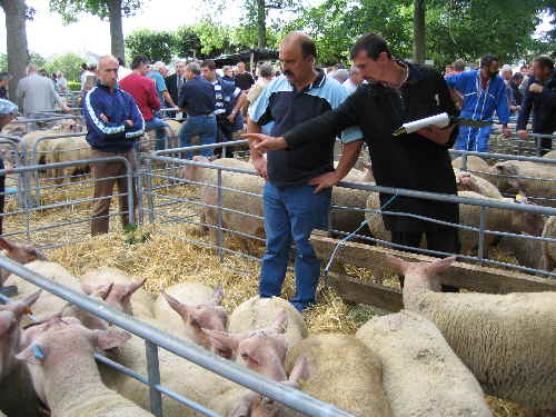 moutons charollais